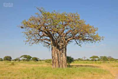 Baobab of Apenbroodboom - Baobab - Adansonia