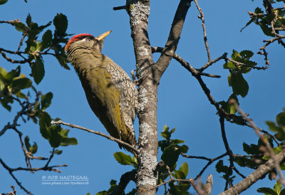 Geschubde Groene Specht - Scaly-bellied Woodpecker - Picus squamatus