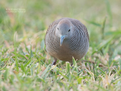 Zebraduif - Zebradove - Geopelia striata