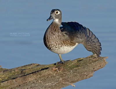 Carolina-eend - Wood duck - Aix sponsa