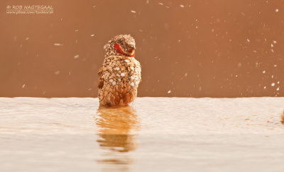 Bandvink - Cut-throat finch - Amadina fasciata