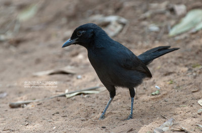 Leikleurige Fiskaal - Slate-colored Boubou - Laniarius funebris