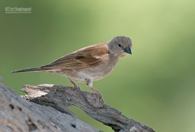 Grijskopmus - Grey-headed Sparrow - Passer griseus