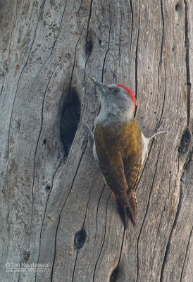Grijze Specht - Grey woodpecker - Mesopicos goertae goertae