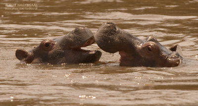 Nijlpaard - Hippopotamus - Hippopotamus amphibius