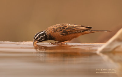 Berggors - Cinnamon-breasted Bunting - Emberiza tahapisi