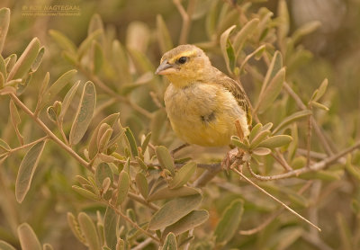 Tavetawever - Taveta Golden Weaver - Ploceus castaneiceps