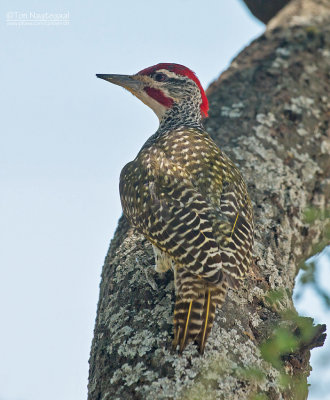 Nubische specht - Nubianwoodpecker - Campethera nubica 