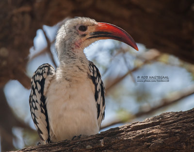Roodsnaveltok - Northern Red-billed Hornbill - Tockus erythrorhynchus