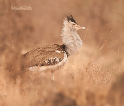 Koritrap - Kori Bustard - Ardeotis kori