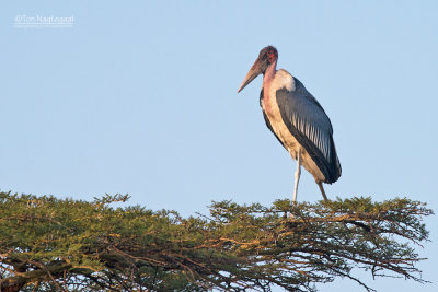 Afrikaanse Maraboe - Marabou Stork - Leptoptilos crumeniferus