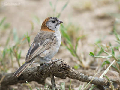 Schubkopwever - Speckle-fronted Weaver - Sporopipes frontalis 