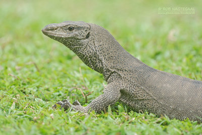 Bengaalse varaan - Clouded monitor lizard - Varanus bengalensis