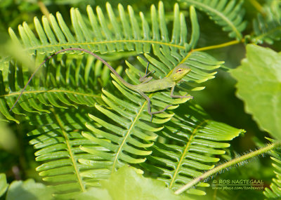 Groene Bos Hagedis - Common Green Forest Lizard - Calotes calotes