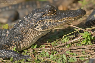 Amerikaanse alligator - American Alligator - Alligator mississippiensi