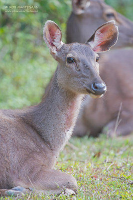 Paardhert - Sambar Deer - Cervus Unicolor