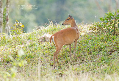 Blaffend Hert - Barking Deer - Muntiacus muntjak