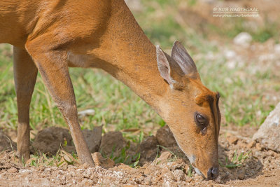 Blaffend Hert - Barking Deer - Muntiacus muntjak