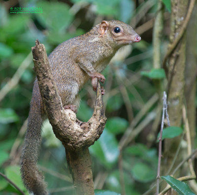 Belangers toepaja - northern treeshrew - Tupaia belangeri