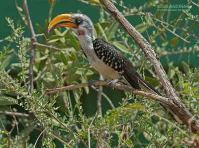 Geelbekneushoornvogel - Eastern Yellow-billed Hornbill - Tockus flavirostris