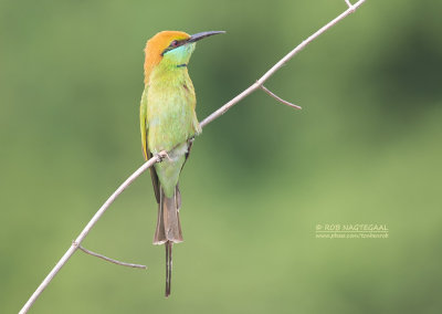 Kleine Groene Bijeneter - Asian Green Bee-eater - Merops orientalis 