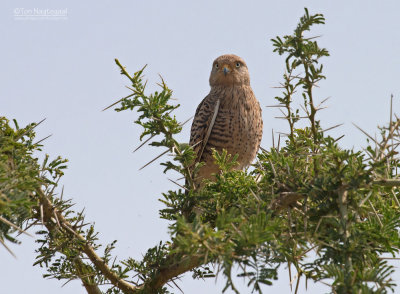 Grote Torenvalk - Greater Kestrel - Falco rupicoloides