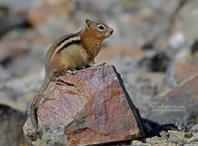 Mantelgrondeekhoorn - Golden-mantled ground squirrel - Callospermophilus lateralis