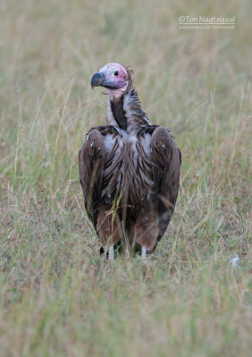 Oorgier - Lapped-faced Vulture - Torgos tracheliotus