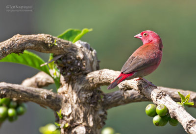 Roodsnavelvuurvink - Red-billed Firefinch - Lagonosticta senegala