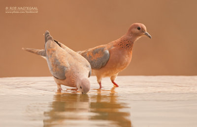 Palm tortel - Laughing dove - Streptopelia senegalensis