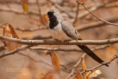 Maskerduif - Namaqua dove - Oena capensis