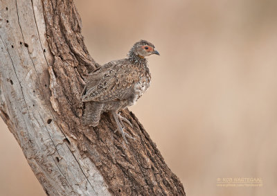 Geelkeelfrankolijn - Yellow-necked Francolin - Francolinus leucoscepus