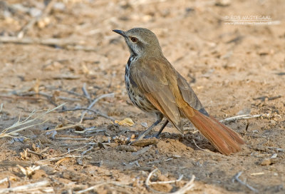 Gevlekte Palmlijster - Spotted Morning-Thrush - Cichladusa guttata