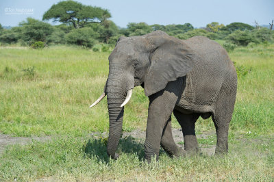 Afrikaanse Savanne olifant - African bush elephant - Loxodonta africana