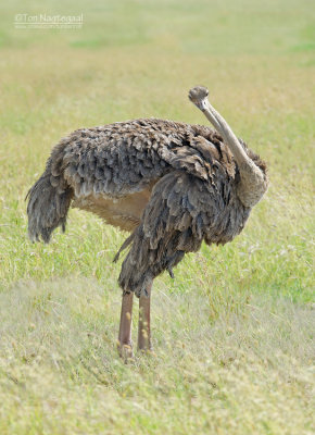 Struisvogel - Ostrich - Struthio camelus massaicus