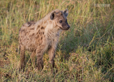 Gevlekte Hyena -Spotted Hyena -  Crocuta crocuta
