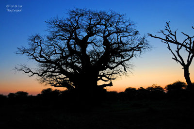 Baobab of  Apenbroodboom- Baobab - Adansonia