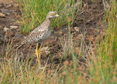 Kaapse Griel - Spotted Thick-knee - Burhinus capensis