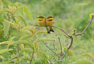 Dwerg bijeneter - Little bee-eater - Merops pusillus