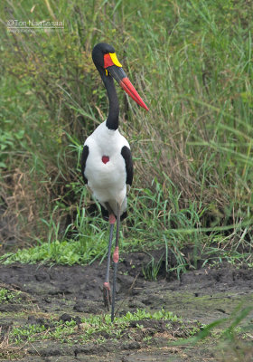 Zadelbekooievaar - Saddle-billed stork - Ephippiorhynchus senegalensis