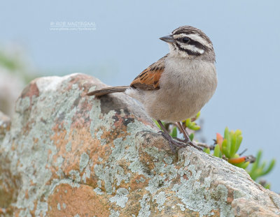 Kaapse Gors - Cape Bunting - Emberiza capensis