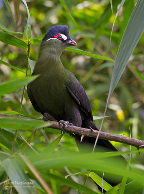 Hartlaubs toerako - Hartlaub's Turaco - Tauraco hartlaubi