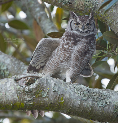 Afrikaanse Oehoe - Spotted Eagle-Owl - Bubo africanus