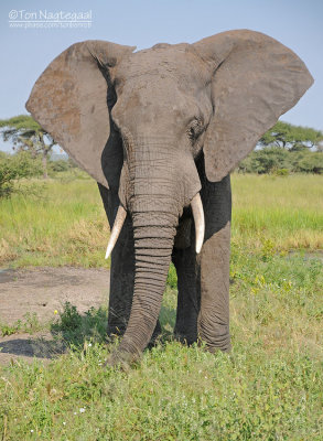 Afrikaanse Savanne olifant - African bush elephant - Loxodonta africana