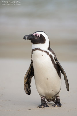 Zwartvoetpingun - Jackass Penguin - Spheniscus demersus