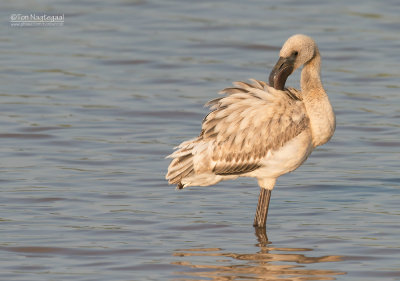 Kleine Flamingo - Lesser Flamingo - Phoenicopterus minor 