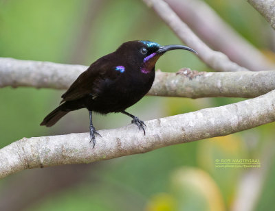 Amethisthoningzuiger - Amethyst Sunbird - Chalcomitra amethystina