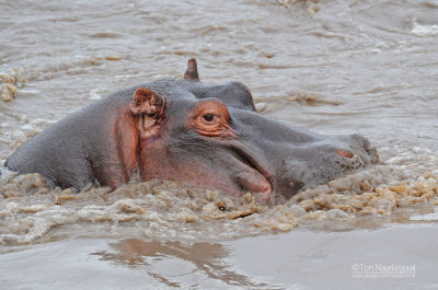 Nijlpaard - Hippopotamus - Hippopotamus amphibius