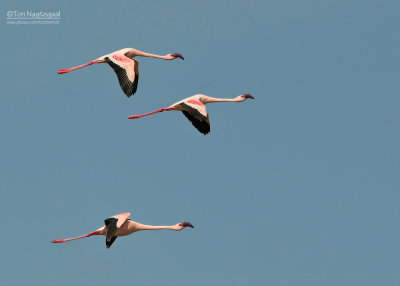 Kleine Flamingo - Lesser Flamingo - Phoenicopterus minor 