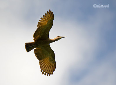 Hamerkop - Scopus umbretta